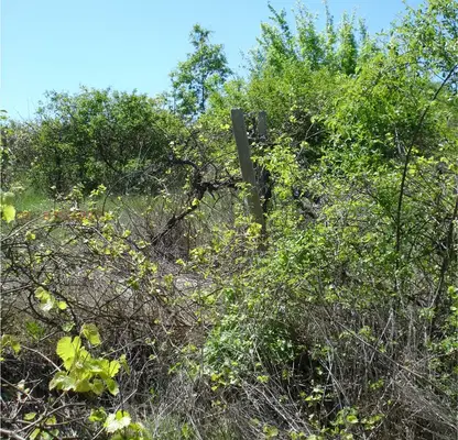 Photo 4 — Plot in Varna, Asparuhovo