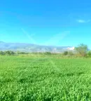 Парцел в Пловдив, Беломорски