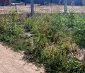 Снимка 3 — Парцел в Пловдив, Беломорски