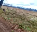 Снимка 5 — Парцел в София, Бенковски
