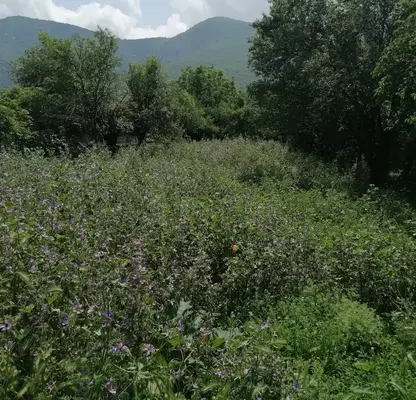 Photo 2 — Plot in Vraca, Bistrec