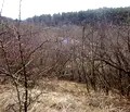 Снимка 2 — Парцел във Велико Търново, Бузлуджа