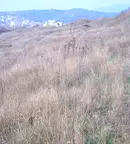 Парцел в Благоев, Бялата висота