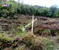 Снимка 2 — Парцел във Варна, Галата