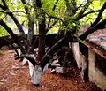 Снимка 2 — Парцел в Перник, Клепало