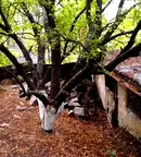 Парцел в Перник, Клепало