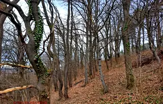 Парцел в София, Княжево