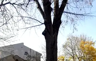 Парцел в Добрич, Кралска зона