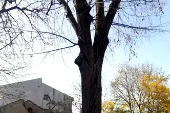 Парцел в Добрич, Кралска зона