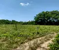Снимка 5 — Парцел във Варна, м-т Боровец - юг