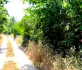 Снимка 4 — Парцел във Варна, м-т Боровец - юг