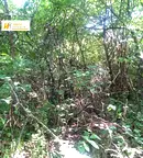 Парцел във Велико Търново, м-т Козлуджа