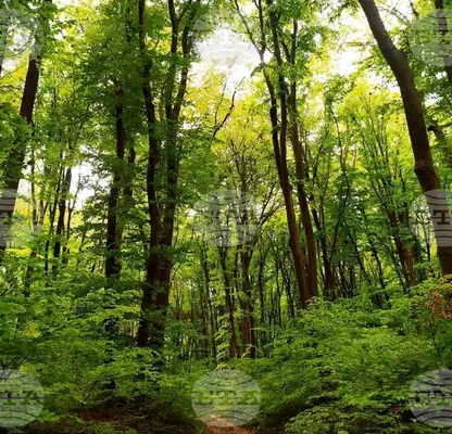 Photo 2 — Plot in Varna, Manastirski Rid