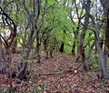 Снимка 4 — Парцел във Варна, м-т Перчемлията