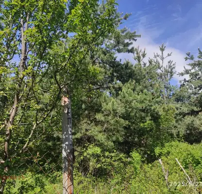 Photo 2 — Plot in Sofiya, Shtyrkelovo Gnezdo