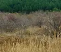 Снимка 4 — Парцел в Перник, Мошино