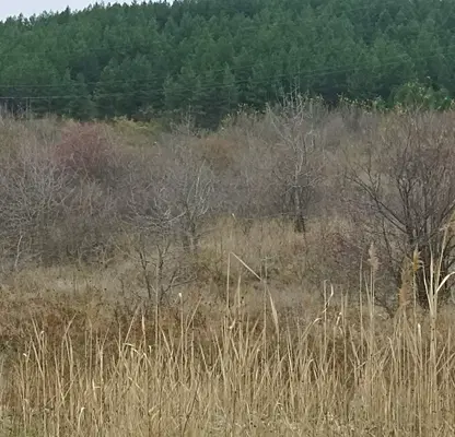Photo 4 — Plot in Pernik, Moshino