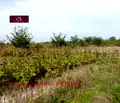 Снимка 3 — Парцел в София, Обеля 2