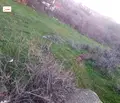 Снимка 2 — Парцел в Кърджали, Прилепци