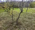 Снимка 2 — Парцел в Кърджали, Прилепци