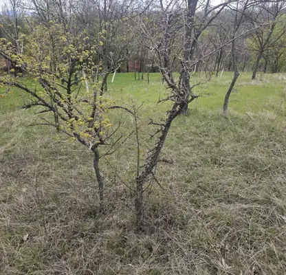 Photo 2 — Plot in Kyrdjali, Prilepci