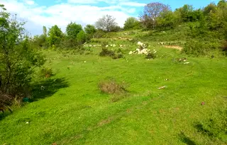 Парцел в Кърджали, Прилепци