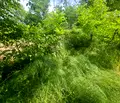 Снимка 2 — Парцел в Кърджали, Прилепци