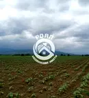 Парцел в Пловдив, Прослав
