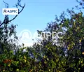 Снимка 3 — Парцел във Варна, Свети Никола
