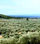 Парцел в Тасос