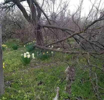 Photo 3 — Plot in Ruse, Sredna Kula