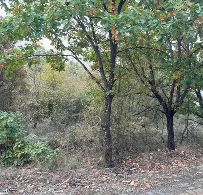 Photo 2 — Plot in Montana, Yug