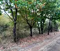 Снимка 3 — Парцел в Монтана, в.з. Юг