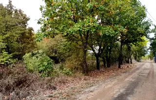 Парцел в Монтана, в.з. Юг