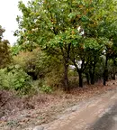 Парцел в Монтана, в.з. Юг