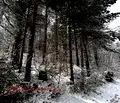 Снимка 3 — Парцел в Благоевград, Разлог