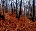 Снимка 2 — Парцел в Благоевград, Разлог