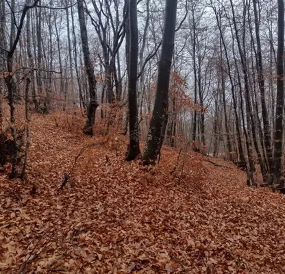 Photo 2 — Plot in Oblast Blagoevgrad, Razlog