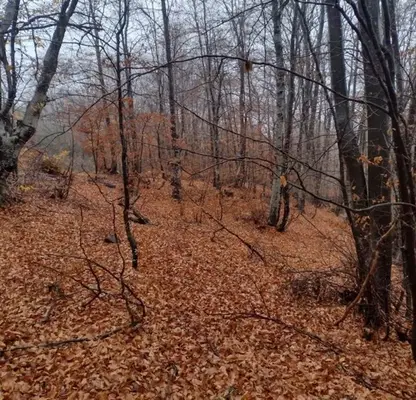 Photo 3 — Plot in Oblast Blagoevgrad, Razlog