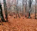 Снимка 4 — Парцел в Благоевград, Разлог