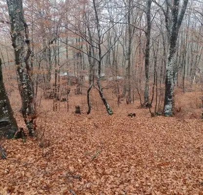 Photo 4 — Plot in Oblast Blagoevgrad, Razlog