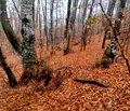 Снимка 5 — Парцел в Благоевград, Разлог