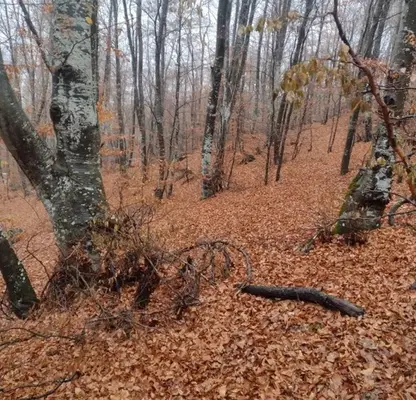 Photo 5 — Plot in Oblast Blagoevgrad, Razlog