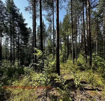Photo 5 — Plot in Blagoevgrad, Razlog