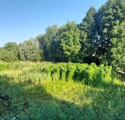 Photo 3 — Plot in Oblast Blagoevgrad, Razlog