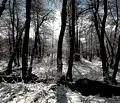 Снимка 3 — Парцел в Благоевград, Разлог