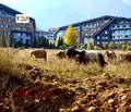 Снимка 4 — Парцел в Благоевград, Разлог