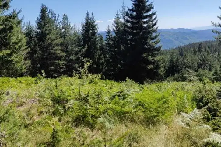 Plot in Oblast Blagoevgrad, Yakoruda