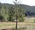 Снимка 2 — Парцел в Благоевград, с. Баня