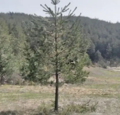 Photo 2 — Plot in Oblast Blagoevgrad, Banya